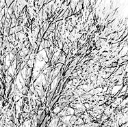 Arbre-solitaire-dans-la-neige-Par BrOk-Détail2